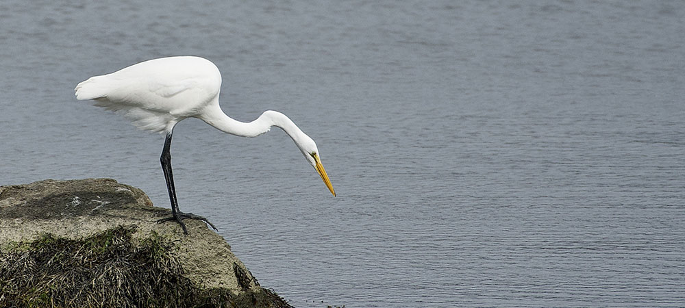 Great Egret hunting on rock